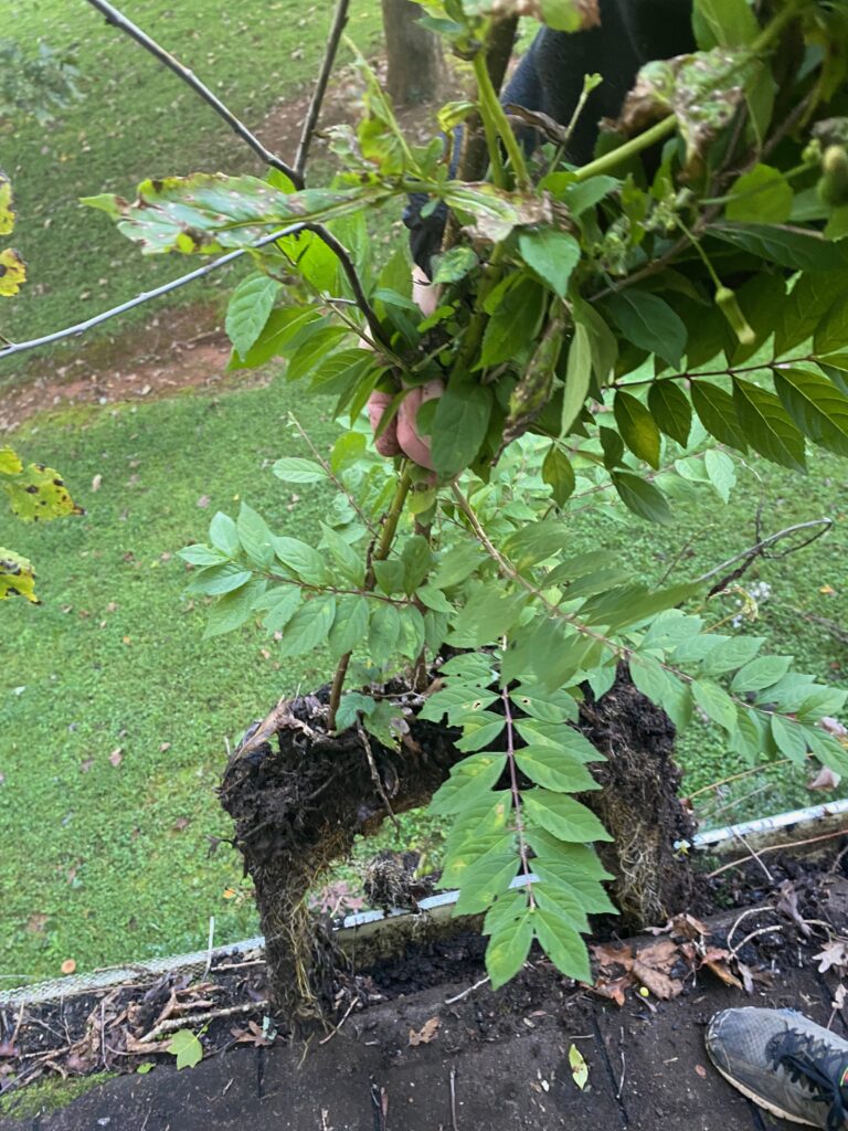 Pulling Weeds Out of Gutters