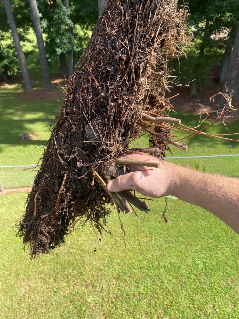 Root Systems In Gutters